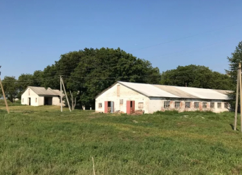 Свиноводческая ферма в Черкасской области